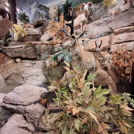 Bass Pro Shops