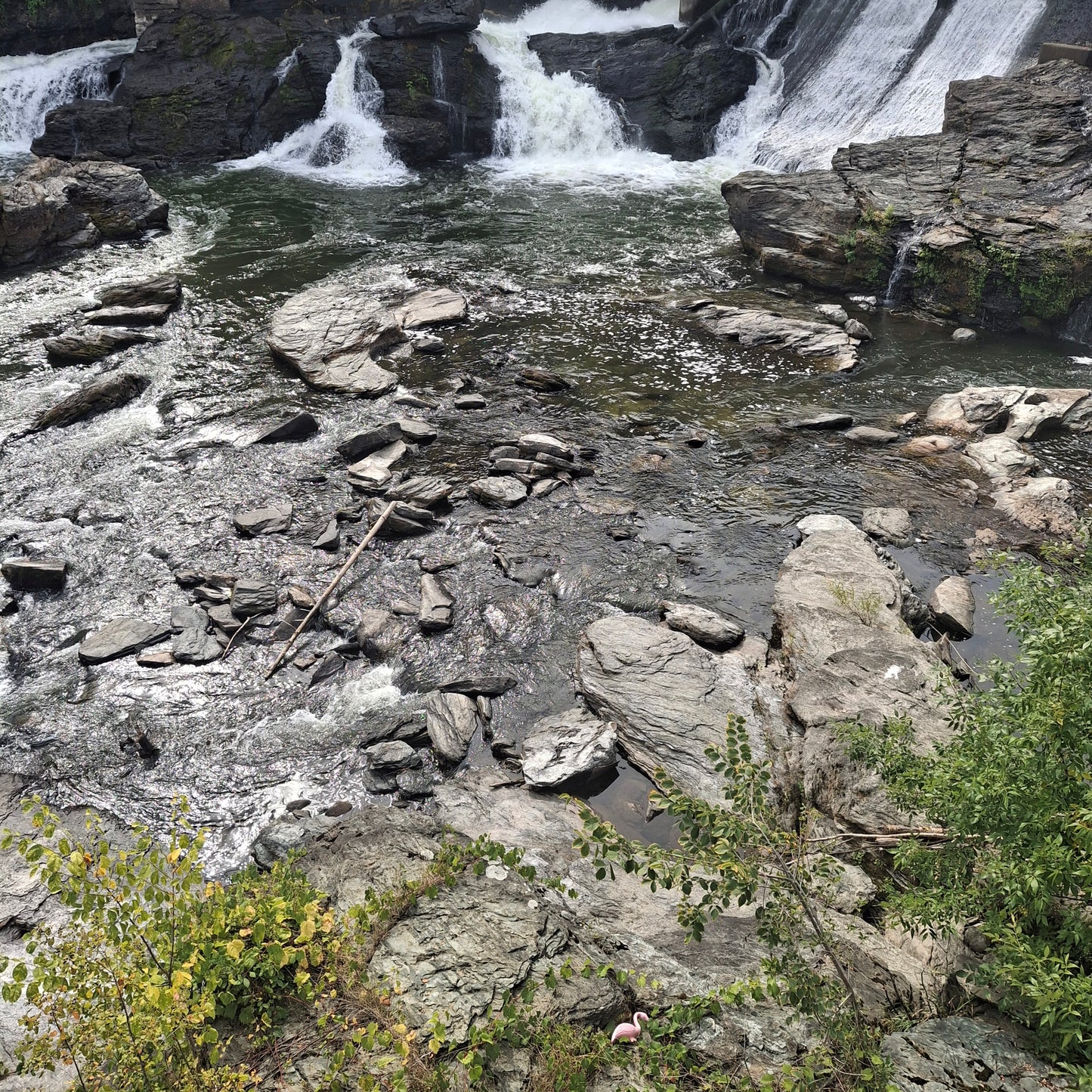 Trouve le flamand rose